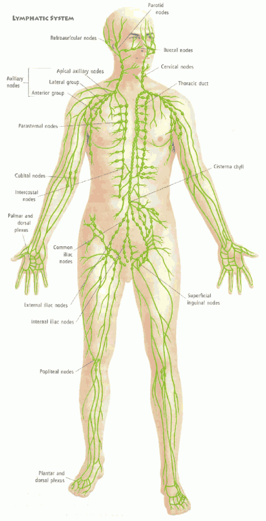 Ročna limfna drenaža